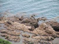 Albums/20060200-New Zealand 2006/20060313-Catlins/70